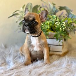 French Bulldog Puppies from Shining K Ranch