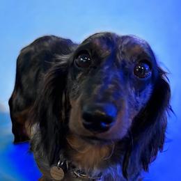 Dachshunds from Hangin’ H Kennels, LLC
