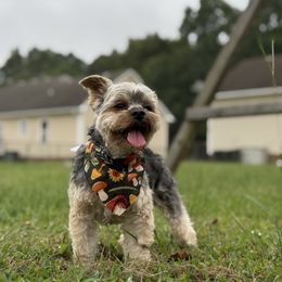 Teddy - Yorkshire Terrier