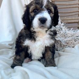 Delilah - Sable female Bernedoodle puppy in New River, Arizona from Sonoran Standard Doodles