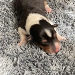 Lilith - Black white and tan female Collie puppy in Yulee, Florida from Three Collie Farm