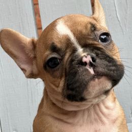 Basset Hounds and French Bulldogs from Melissa’s Adorable Bassets and Frenchies