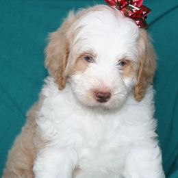 Buddy - Yellow and white male Bernedoodle puppy in Burtchville, Michigan from Sparling's Doodles
