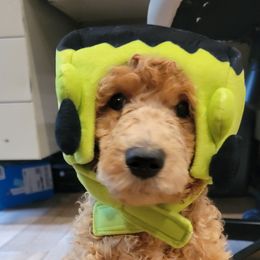 Poodle Puppies from Simply Standard Poodles