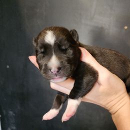 Crux - Black tan and white male Siberian Husky puppy in Madison, Georgia from Thornbury Kennel