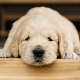 Tinkerbell (Yellow Collar) - Golden female Golden Retriever puppy in Mason, Michigan from Sweet Breeze Acres