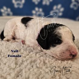Veil - Parti female Labradoodle puppy in Peyton, Colorado from Grace N Faith Doodles
