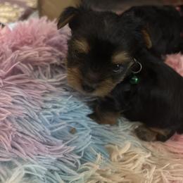Skipper - Black and gold male Yorkshire Terrier puppy in Phoenix, Arizona from Coursey’s Yorkies