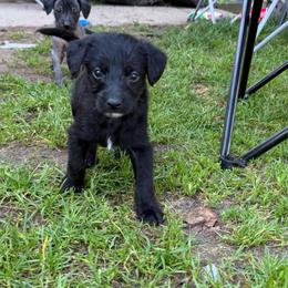 Luke Cage - Black and white male Xoloitzcuintli puppy in Manitowoc, Wisconsin from Wonderland Kennel