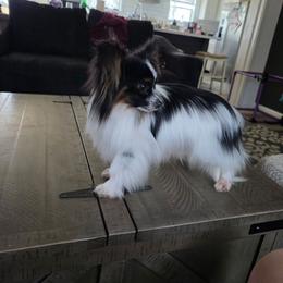 Radar - White black and tan male Papillon puppy in Lineville, Alabama from TimberLane Papillon's