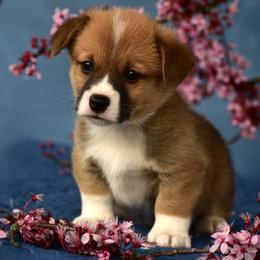 Rowdy - White and red Pembroke Welsh Corgi puppy in Gig Harbor, Washington from Pacific Northwest Pembroke Welsh Corgis