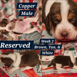Copper-Dark Blue-Male - Brown white and tan male Beagle puppy in Bemidji, Minnesota from Nse Farms Beagles