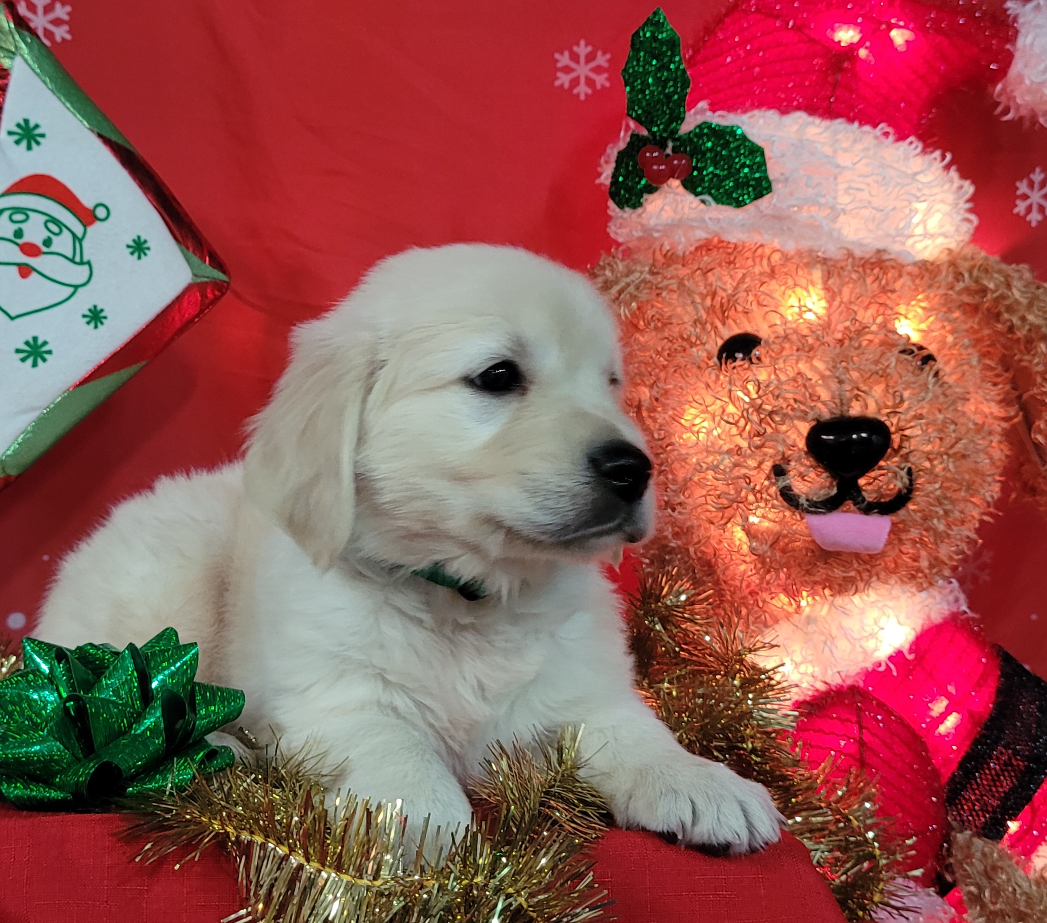 Golden Retrievers from Golden Pride Retrievers