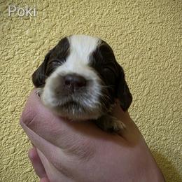 Poki - Liver white and roan male English Springer Spaniel puppy in Florida from Thunderbird Springers