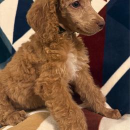 Stetson - Apricot male Poodle puppy in Dayton, Washington from Country Sundance Poodles