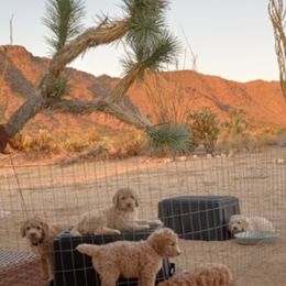 Poodle Puppies from Southwest Standards