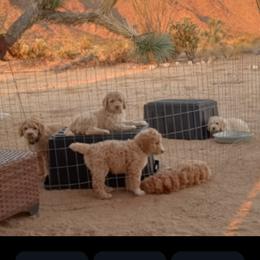 Poodle Puppies from Southwest Standards