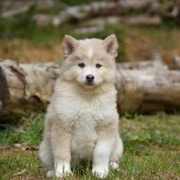 Sage - Merle male Pomsky puppy in Coos Bay, Oregon from Ocean View Pomskies