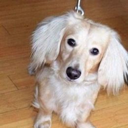 Dude - Dachshund