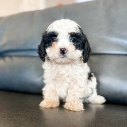 Blizzard - Black and white male Cavapoo puppy in Saint George, Utah from Fitzdoodles