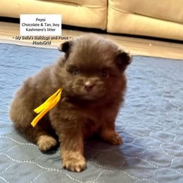 Pepsi - Chocolate and tan male Pomeranian puppy in Inola, Oklahoma from My Bella’s Pomeranians