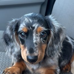 Dachshund Puppies from 4B Dachshunds