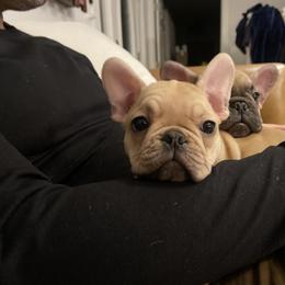 Elvis - Fawn male French Bulldog puppy in Sidney Center, New York from iFrenchi