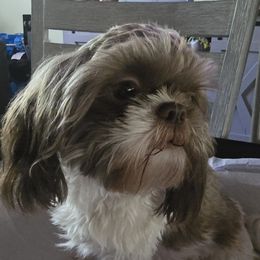 Athena - Shih Tzu
