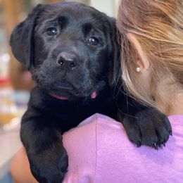 Labrador Retriever Puppies from Paws Farm Retrievers