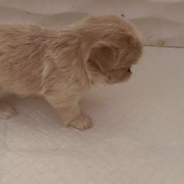 Lolita - Cream and white female Shih Tzu puppy in Apple Valley, California from Garcia_shihtzu