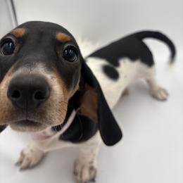 Dachshund Puppies from Pine & Pasture Dachshunds