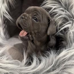 French Bulldog Puppies from French Connection Frenchies