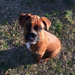 Esther - Boxer