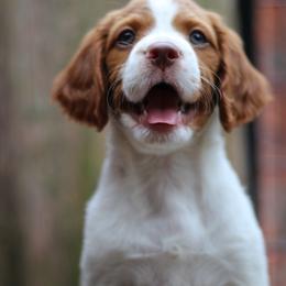 Cinnamon Roll - Orange and white female Brittany puppy in Downers Grove, Illinois from Attitude Brittanys