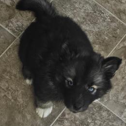 Mercedes - Agouti and white female Siberian Husky puppy in Urbana, Ohio from Fairhaven's Siberian Huskies