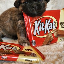 Tibetan Spaniel Puppies from Trillium Tibetan Spaniels