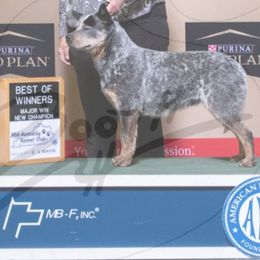 Krissy - Australian Cattle Dog