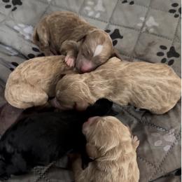 Female 1 - Apricot female Goldendoodle puppy in Sterling, Connecticut from Justine’s Retrievers and Doodles