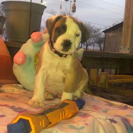 Boerboel Puppies from Dynasty Blue Ridge Boerboel