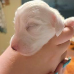 Bruce Springsteen - Piebald male Dachshund puppy in Mayport, Pennsylvania from Debbie's Dachshunds
