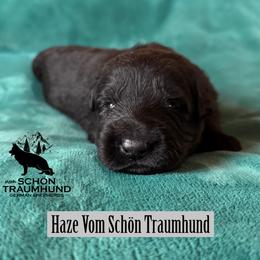 Haze - Black female German Shepherd puppy in Garland, Maine from Vom Schön Traumhund