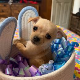 Targaryen - Fawn male Chihuahua puppy in Seneca, Missouri from Stephanie’s Puppy Colony