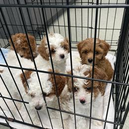 Boy 3 - Blenheim male Cavapoo puppy in Mc Connellsburg, Pennsylvania from Mumma’s Standard Poodles