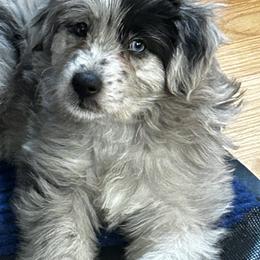 Arrau de La Rive - Blue merle male Pyrenean Shepherd puppy in Ripley, Ohio from La Rive Pyr Sheps LLC