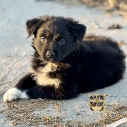 Spell - Black & white male Australian Shepherd puppy in El Dorado Springs, Missouri from HP Aussie Kennels