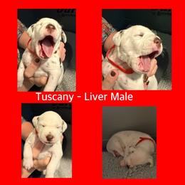 Tuscany - White and liver brown male Dalmatian puppy in Lakewood, Colorado from Hapi-Dal Dalmatians and Primetime Whippets