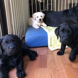 Labrador Retrievers from Loving Labs