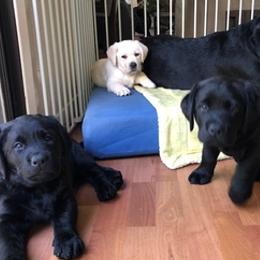 Labrador Retrievers from Loving Labs