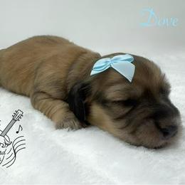 Dove - Cream female Dachshund puppy in Pulaski, Tennessee from Billboard Doxies