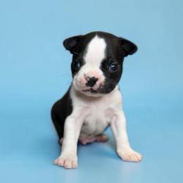 AKC Flint - Black and white male Boston Terrier puppy in Galena, Kansas from RottNBostons